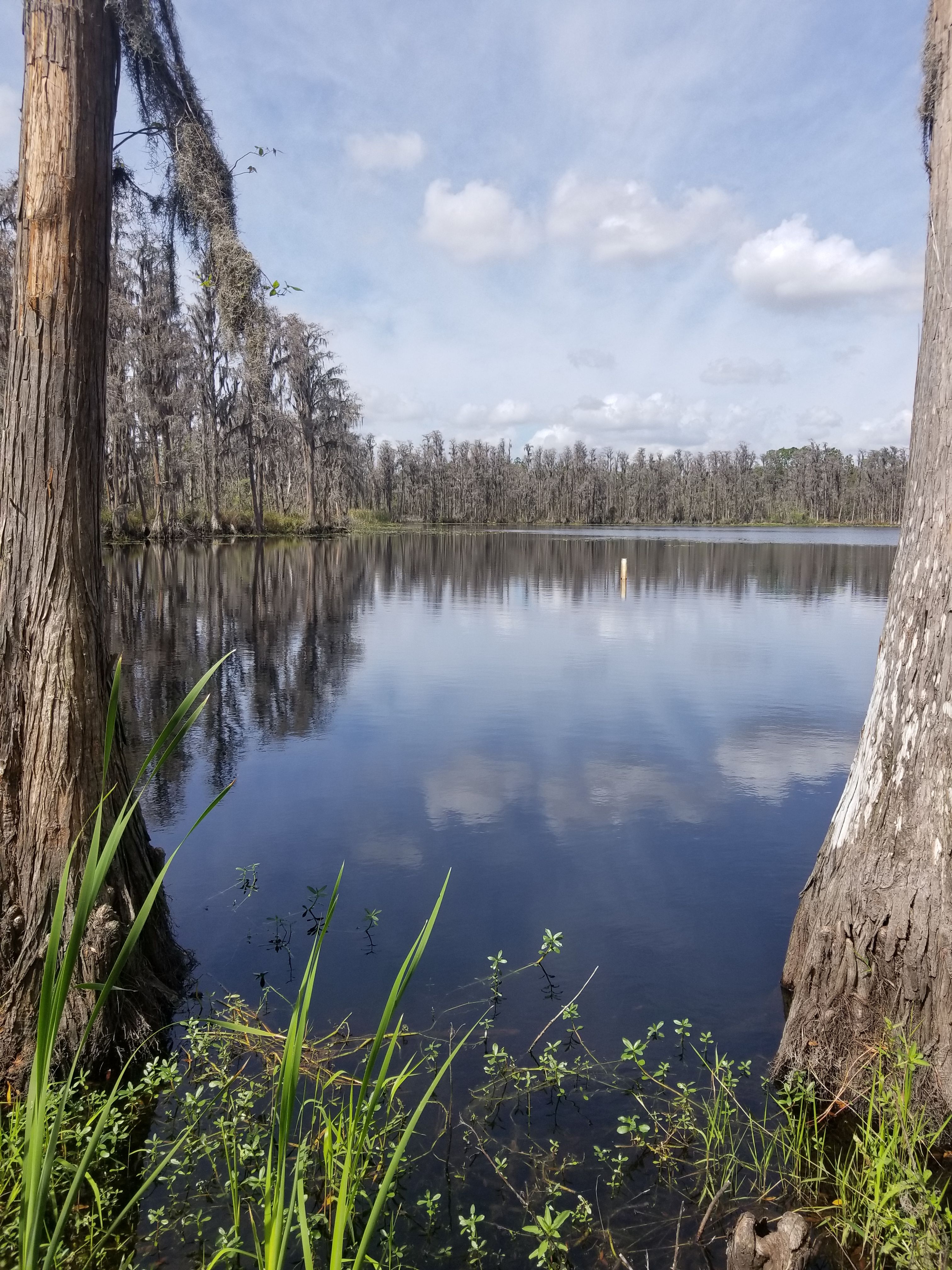 Lutz, FL.